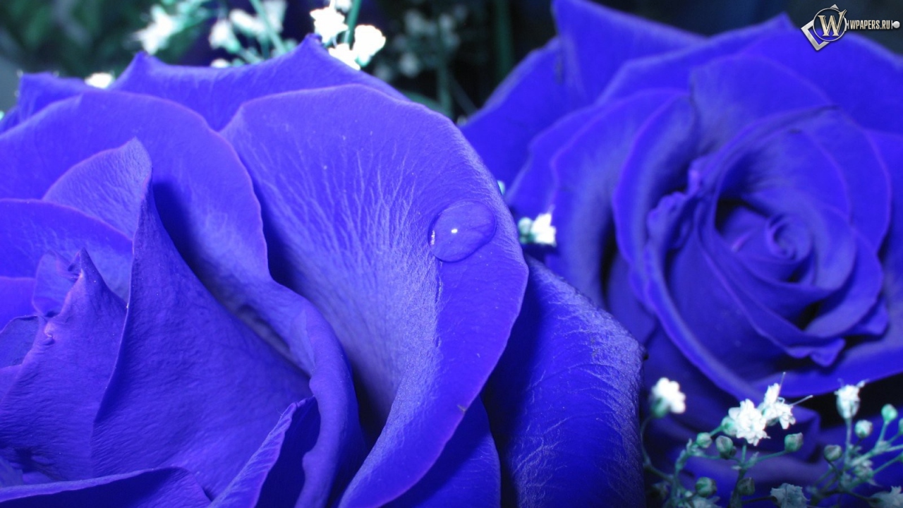 Синие розы 1280x720