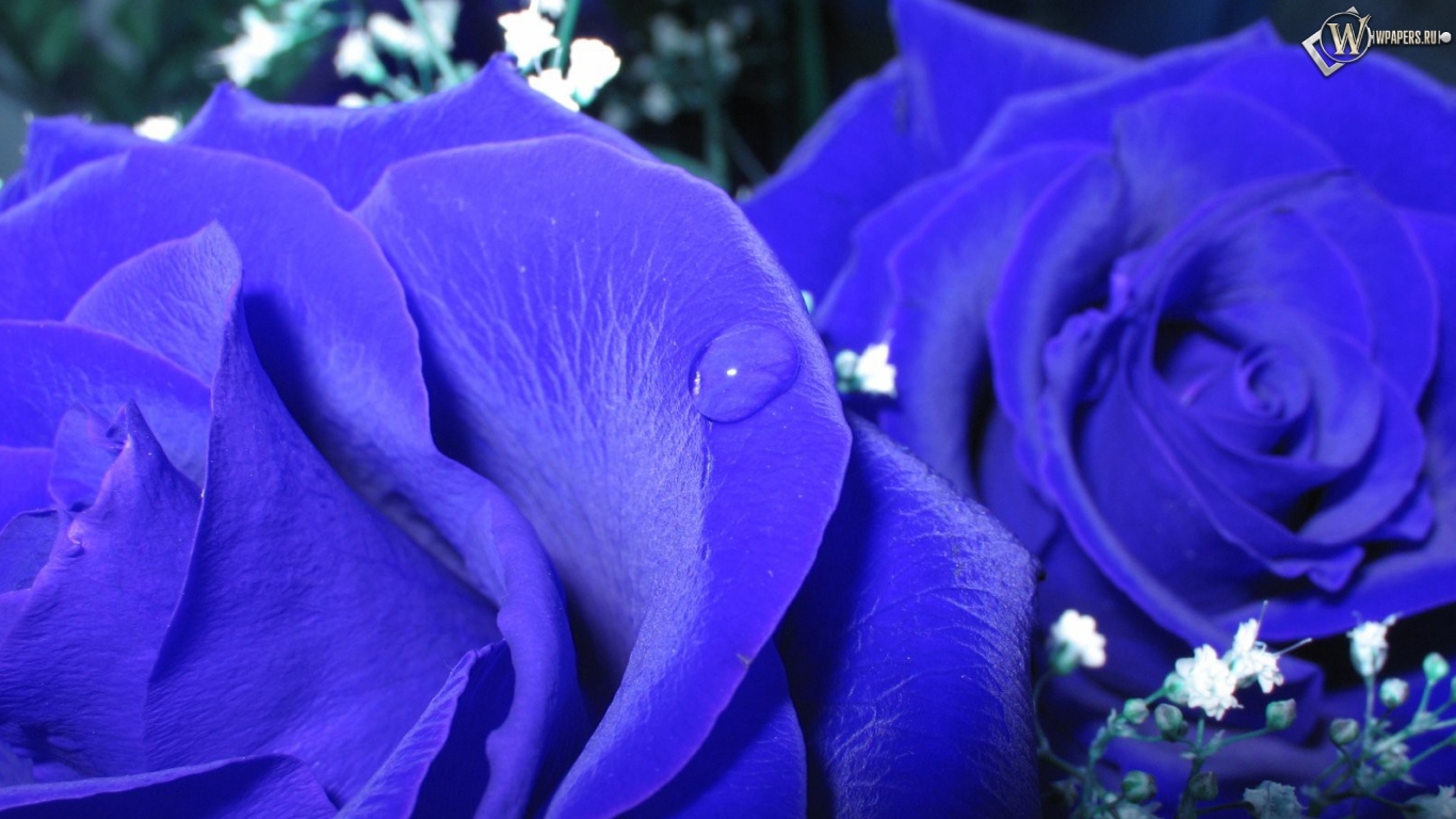 Синие розы 1366x768