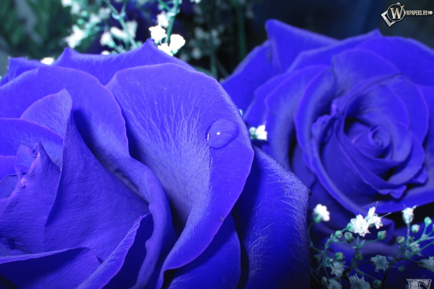 Синие розы 1500x1000