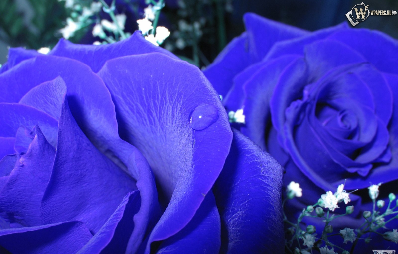 Синие розы 1600x1024