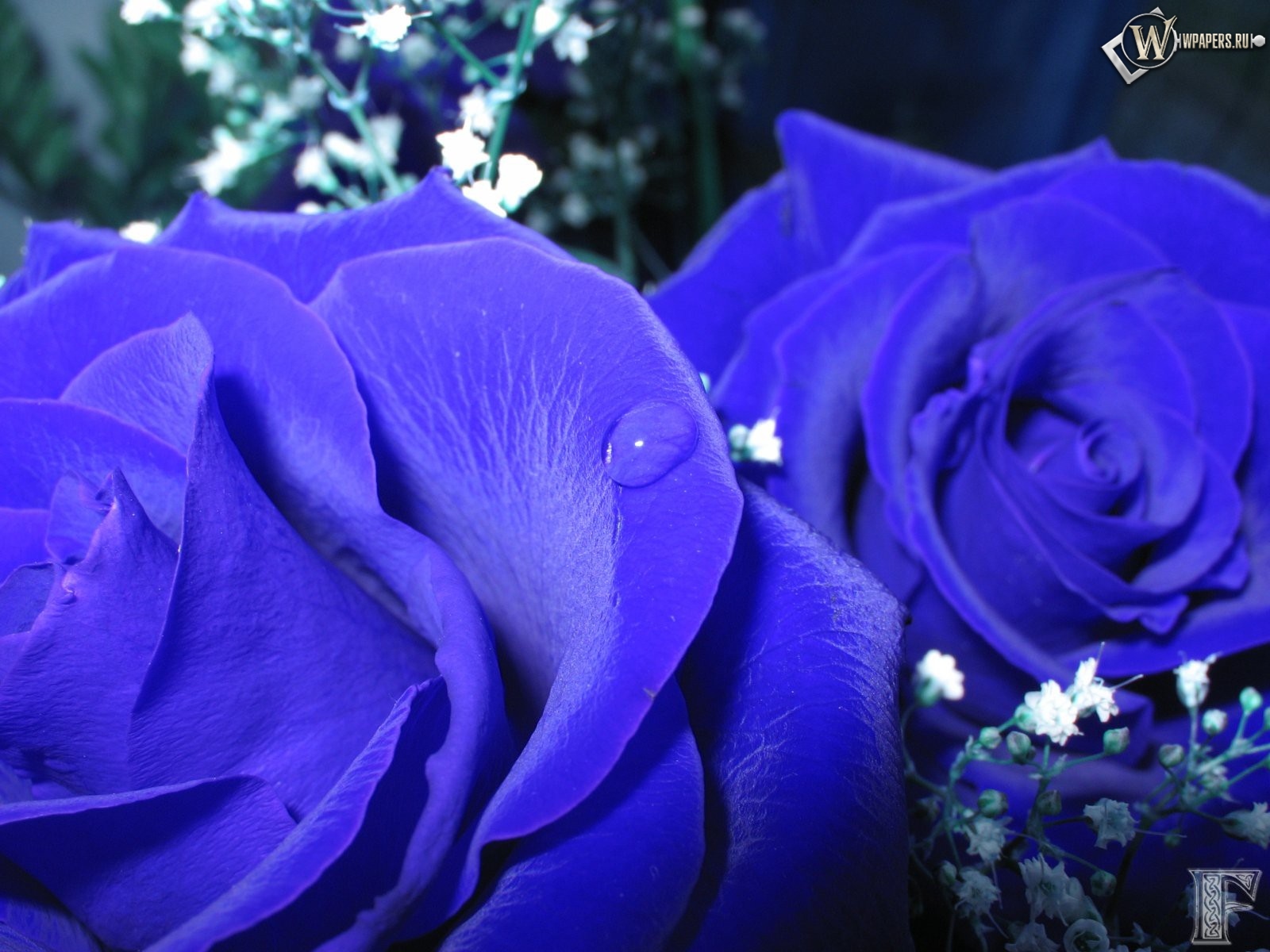 Синие розы 1600x1200