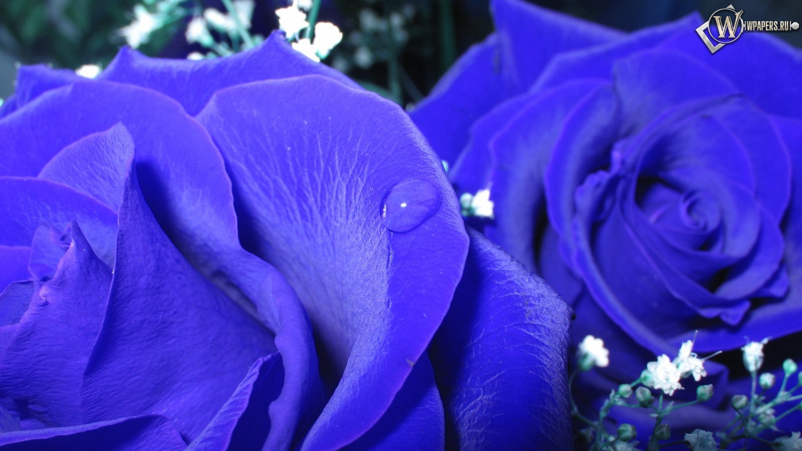 Синие розы 1600x900