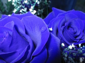 Обои Синие розы: Синий, Цветы, Розы, Цветы