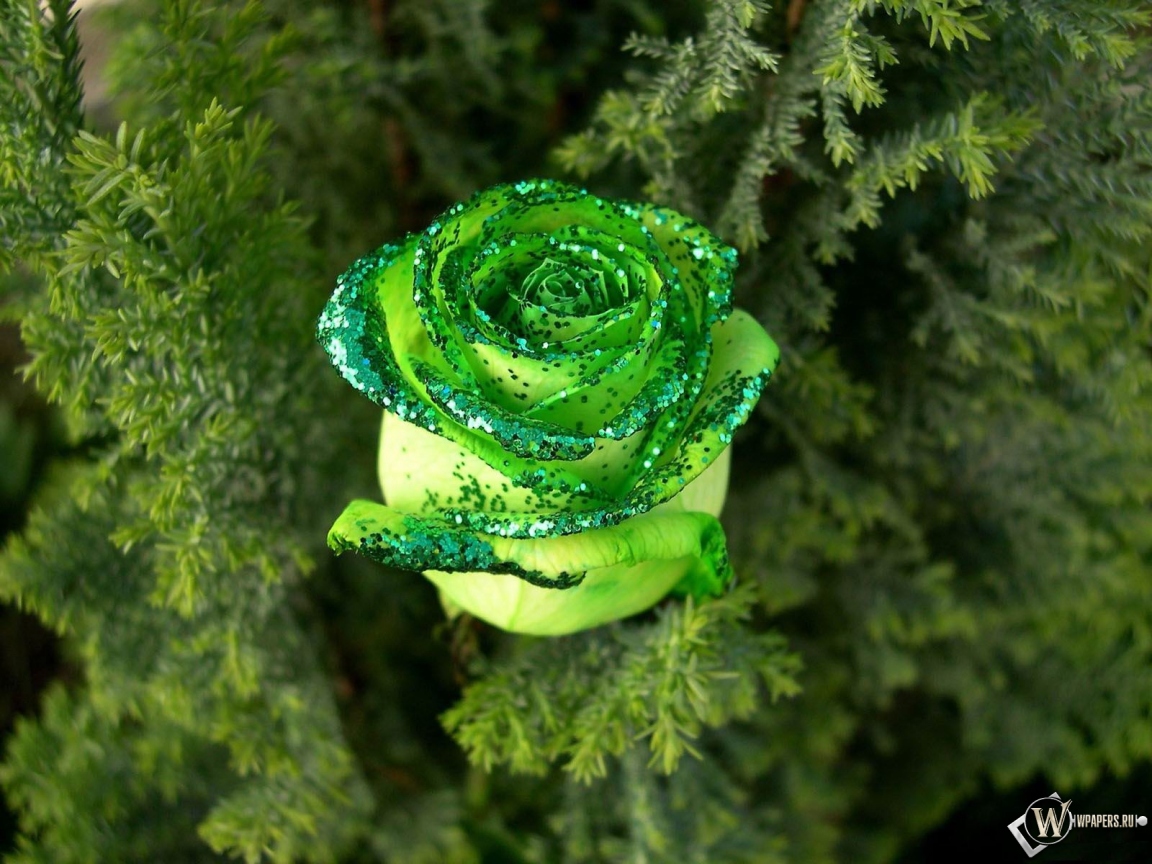 Зеленая роза 1152x864
