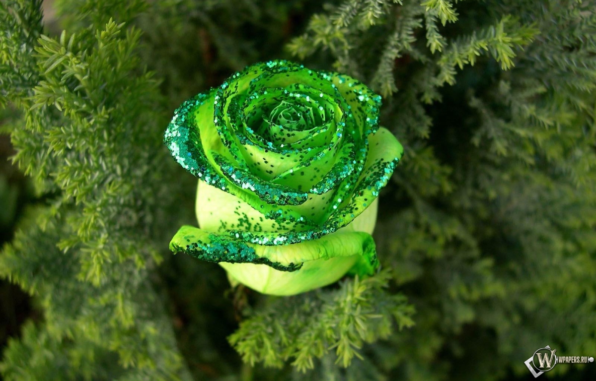 Зеленая роза 1200x768