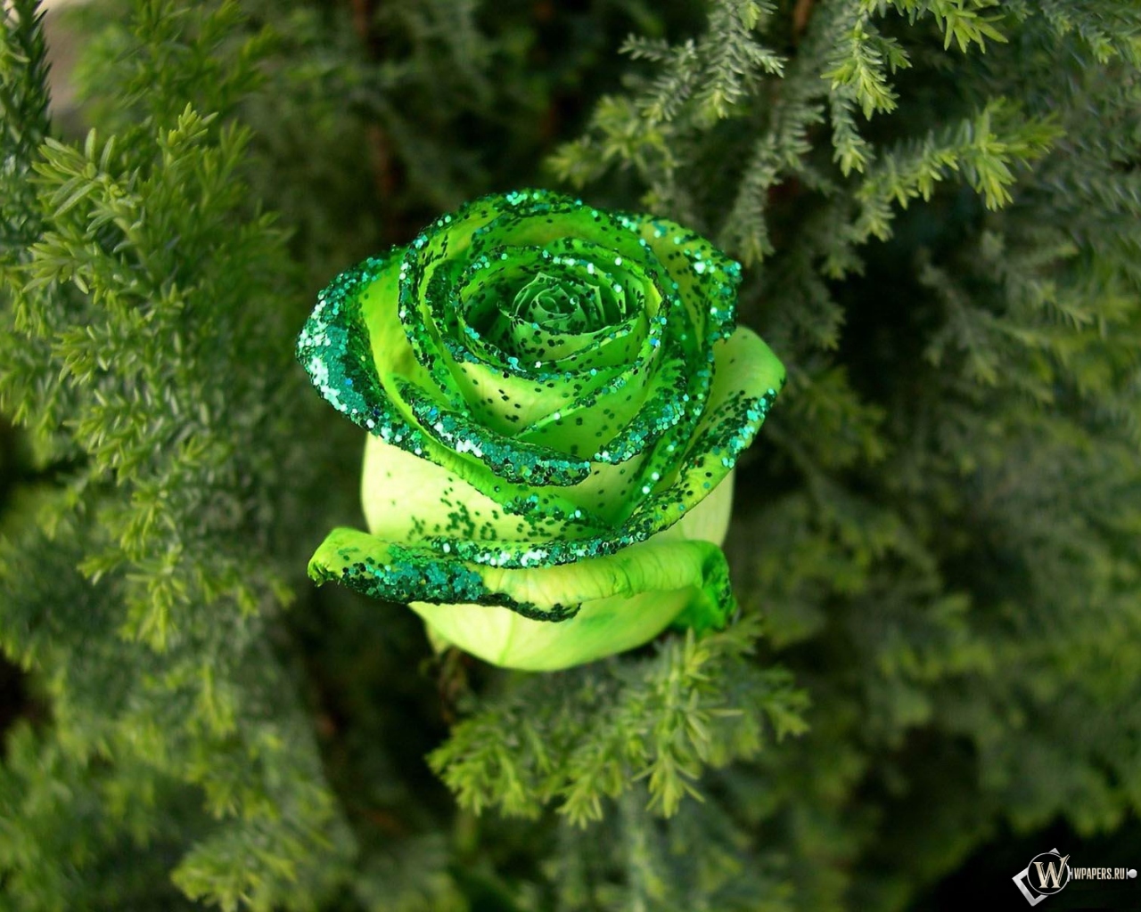 Зеленая роза 1280x1024