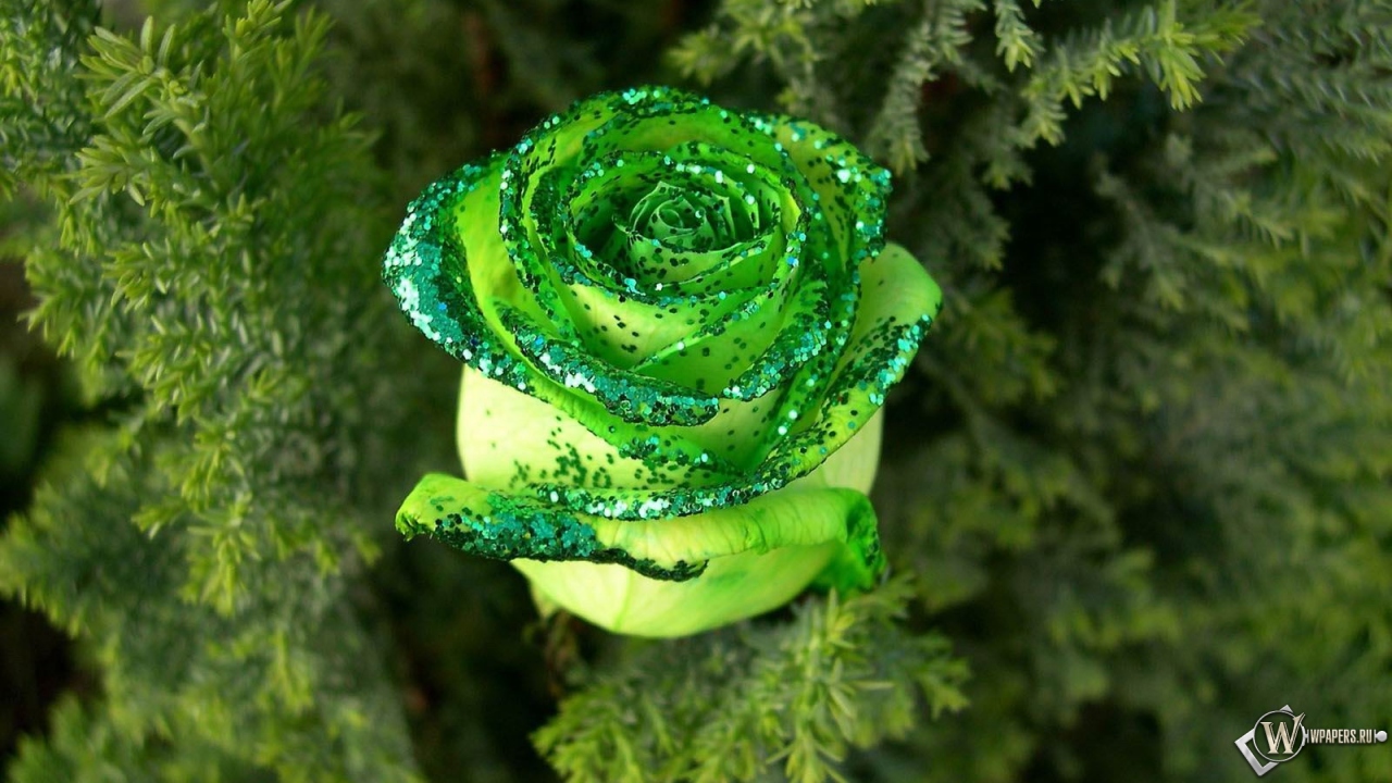 Зеленая роза 1280x720