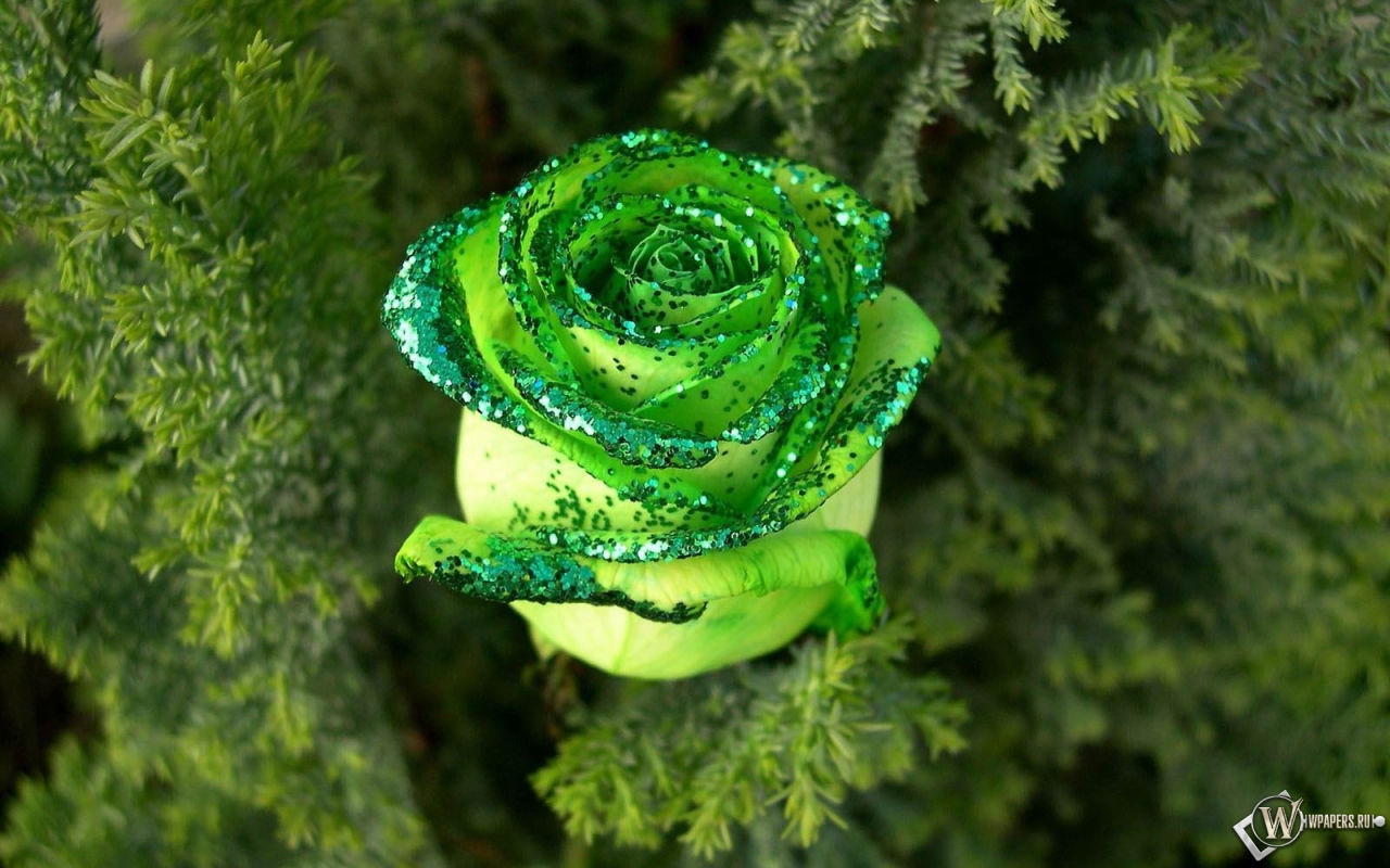 Зеленая роза 1280x800