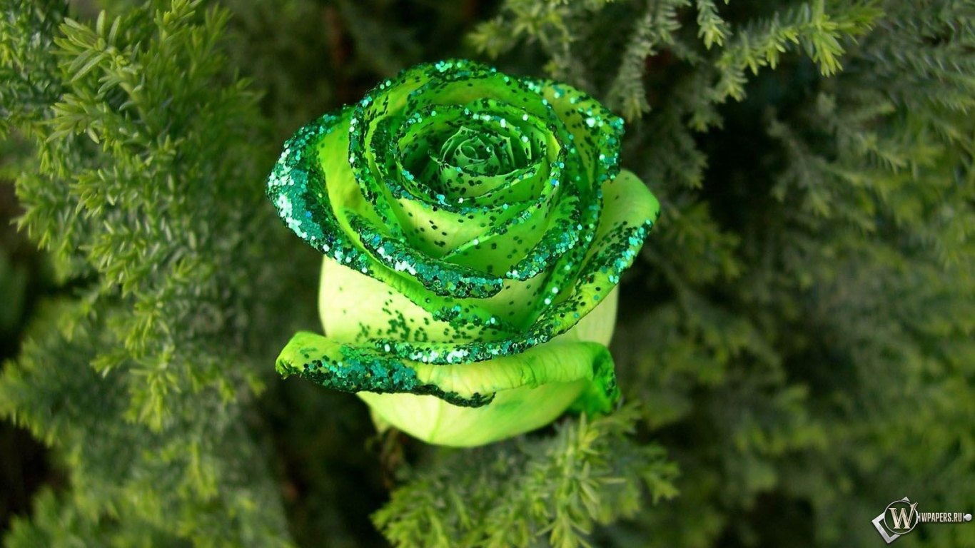 Зеленая роза 1366x768