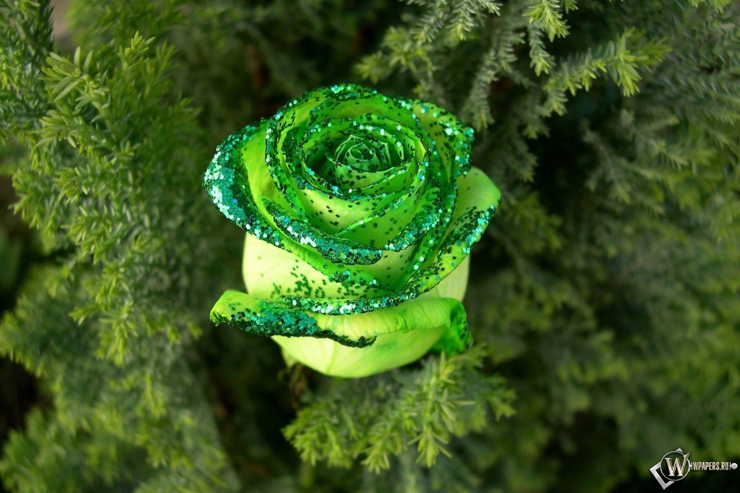 Зеленая роза 1500x1000