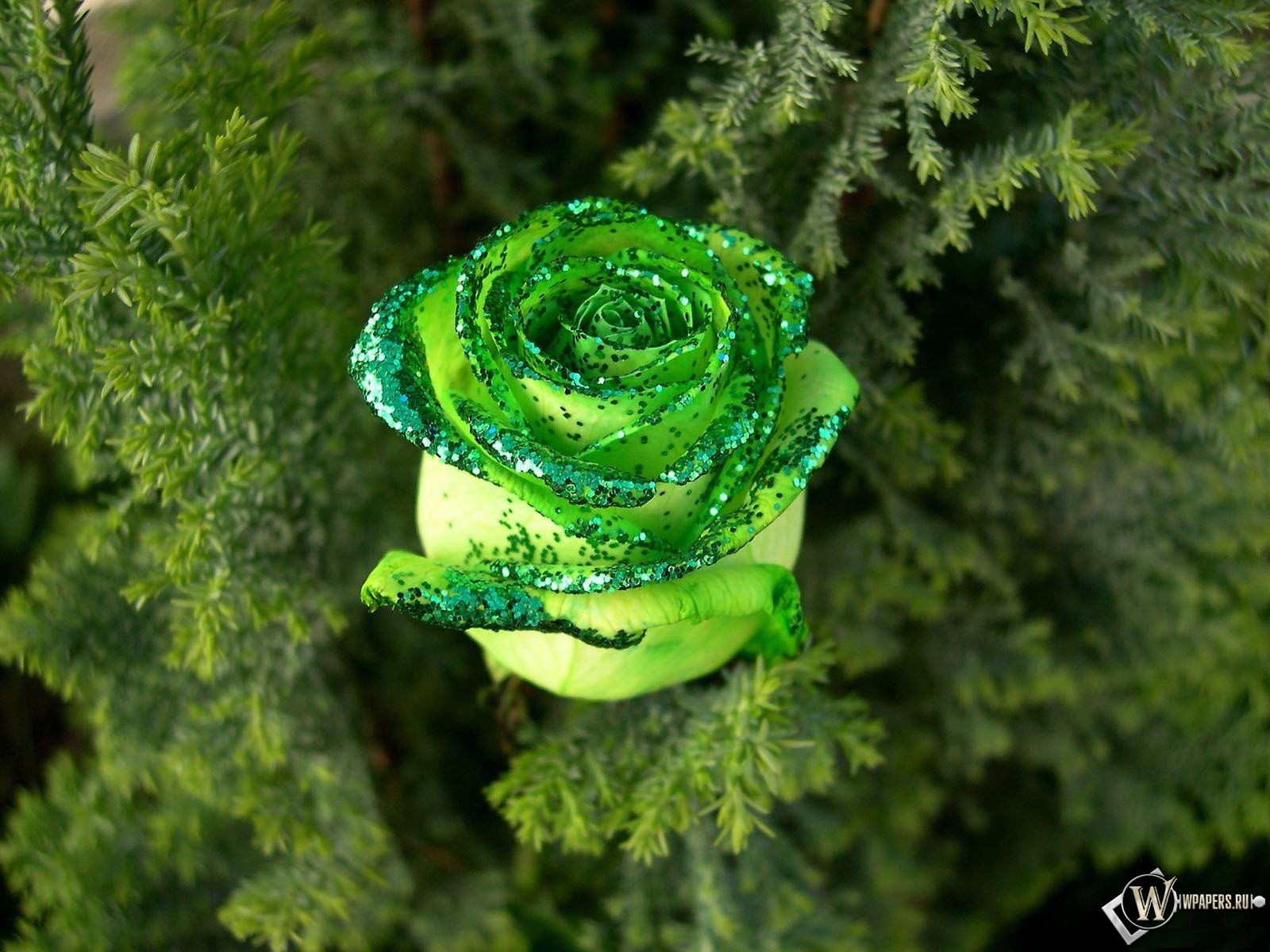 Зеленая роза 1600x1200