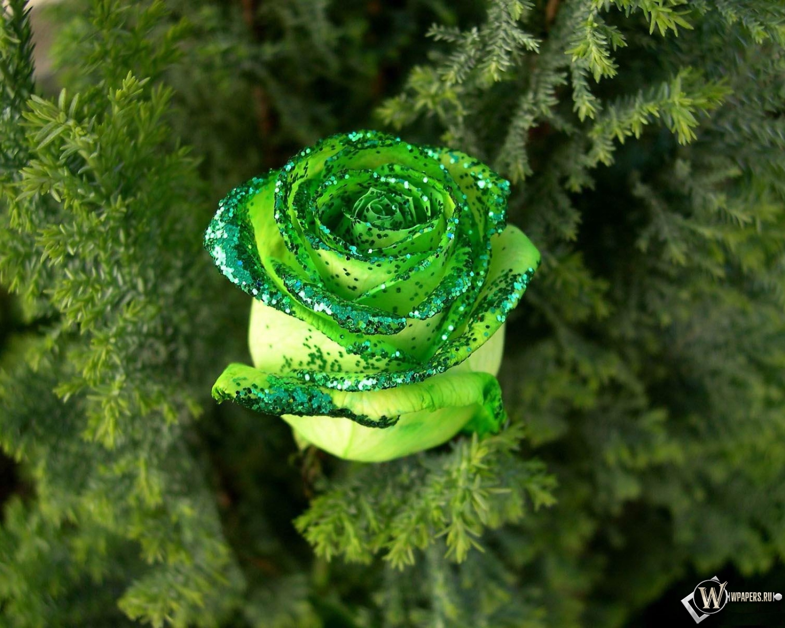 Зеленая роза 1600x1280