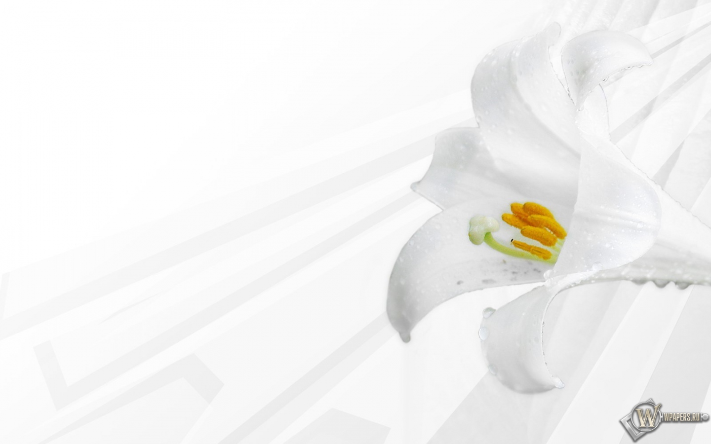 Белая лилия 1440x900