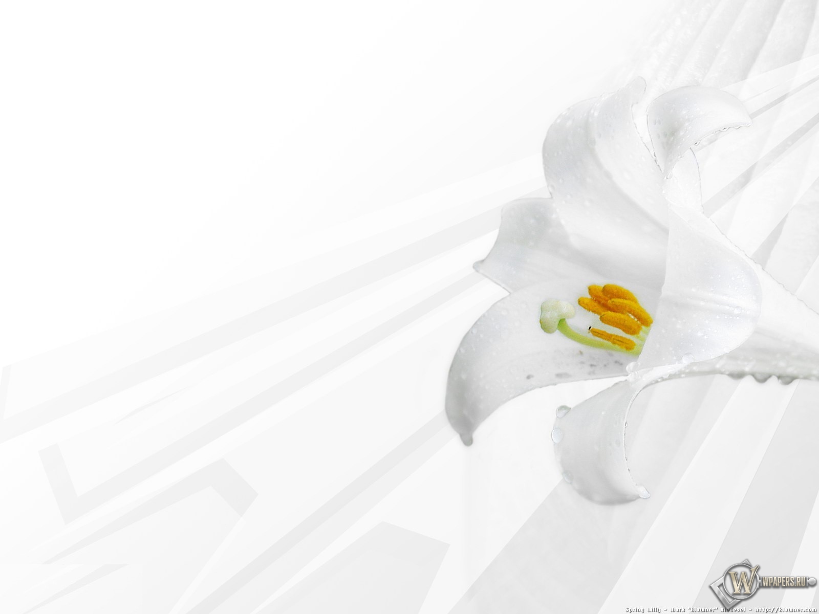 Белая лилия 1600x1200