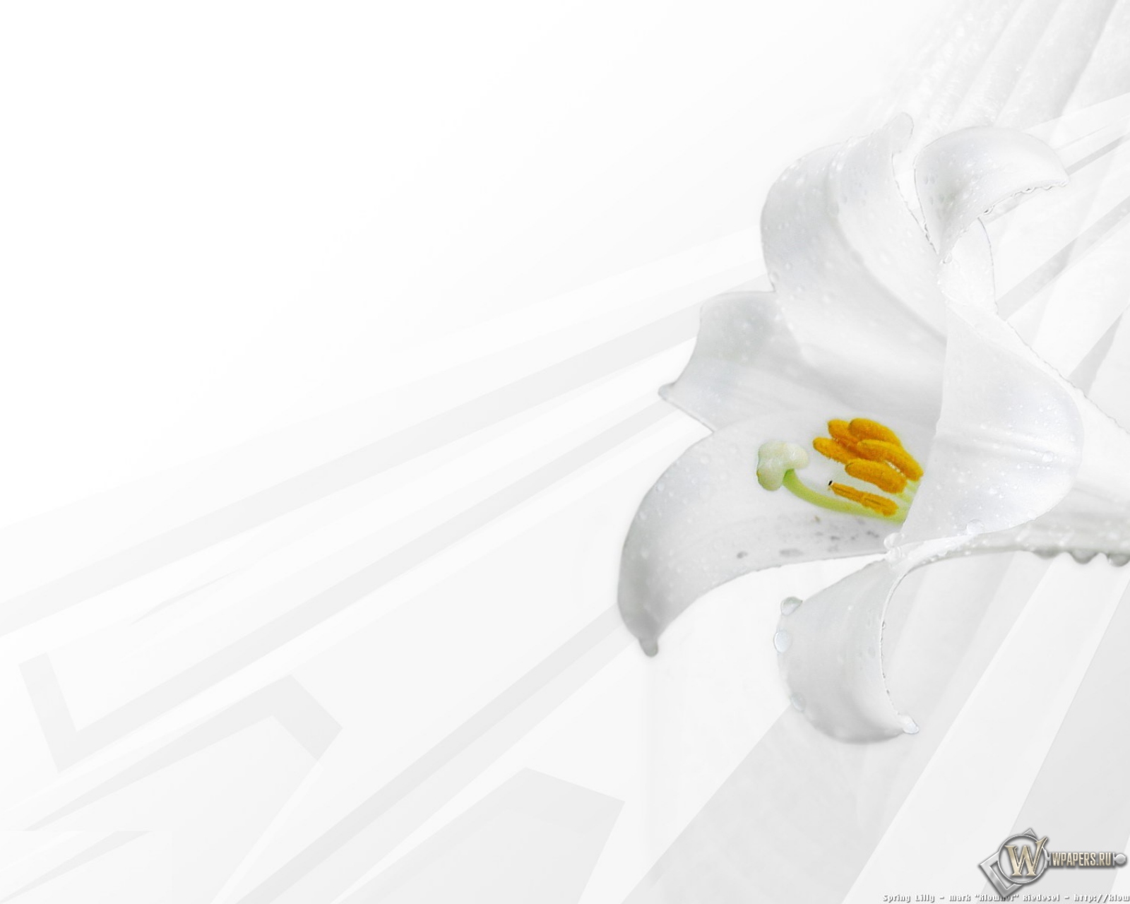 Белая лилия 1600x1280