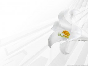 Обои Белая лилия: Цветок, Лилия, Цветы