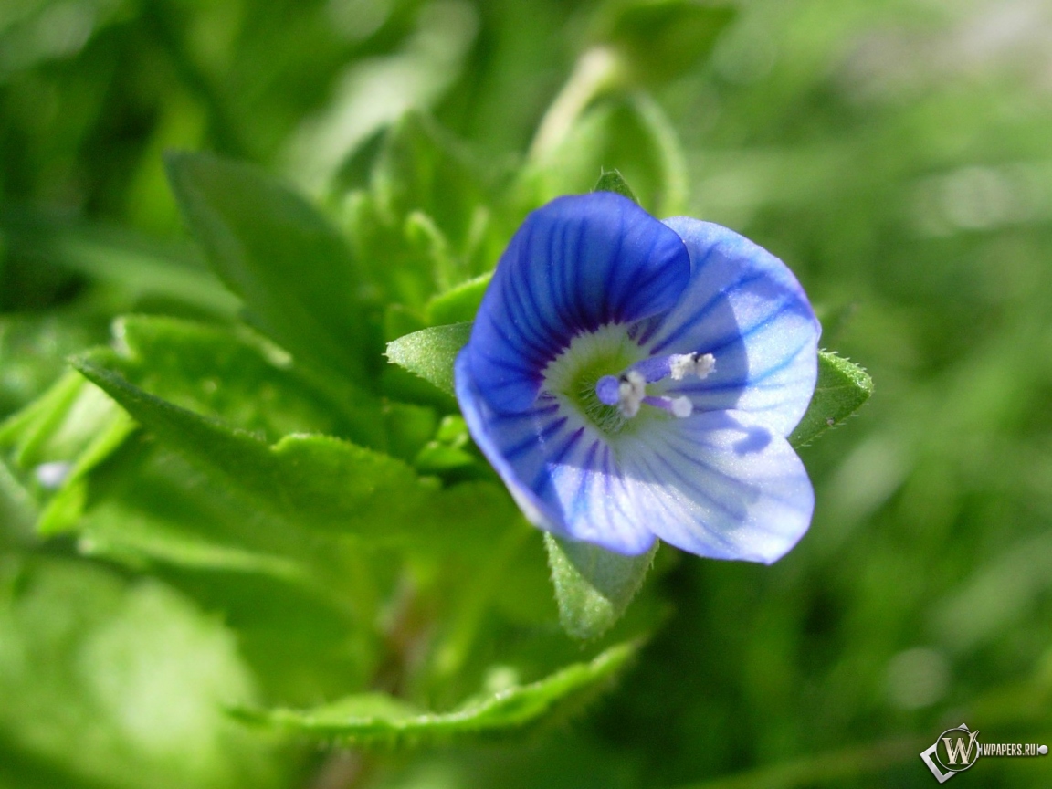 Синий цветочек 1152x864