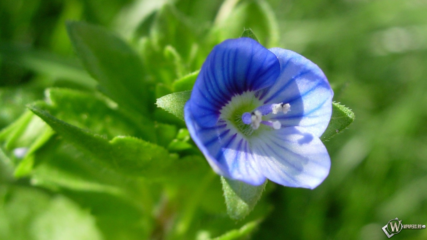 Синий цветочек 1366x768