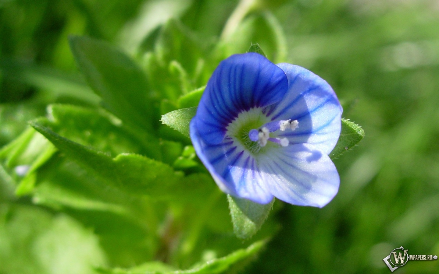 Синий цветочек 1440x900