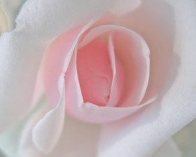 Обои Алая роза: Роза, Цветы