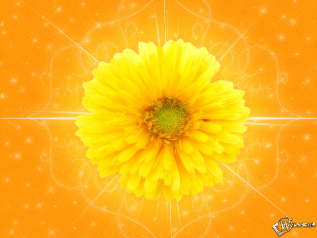 Желтый цветок 1024x768
