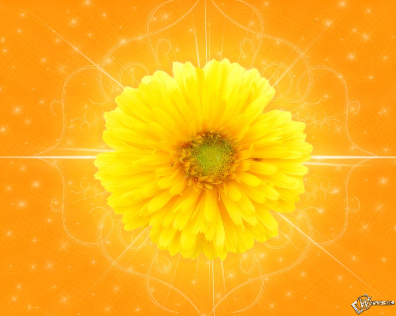 Желтый цветок 1280x1024
