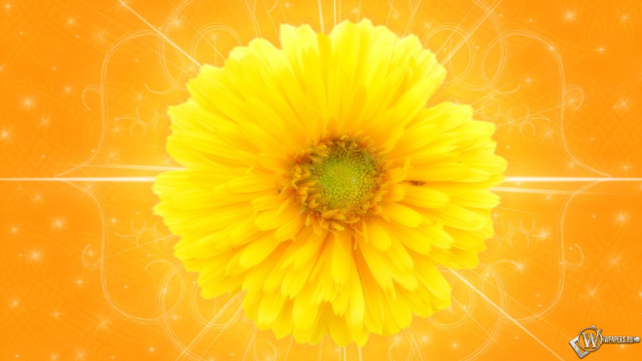 Желтый цветок 1280x720