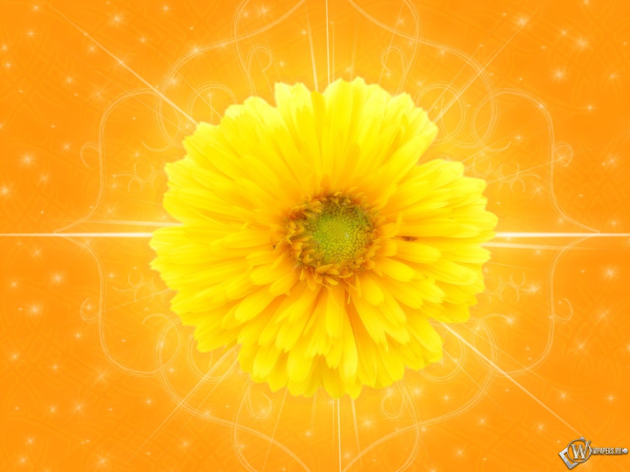 Желтый цветок 1280x960