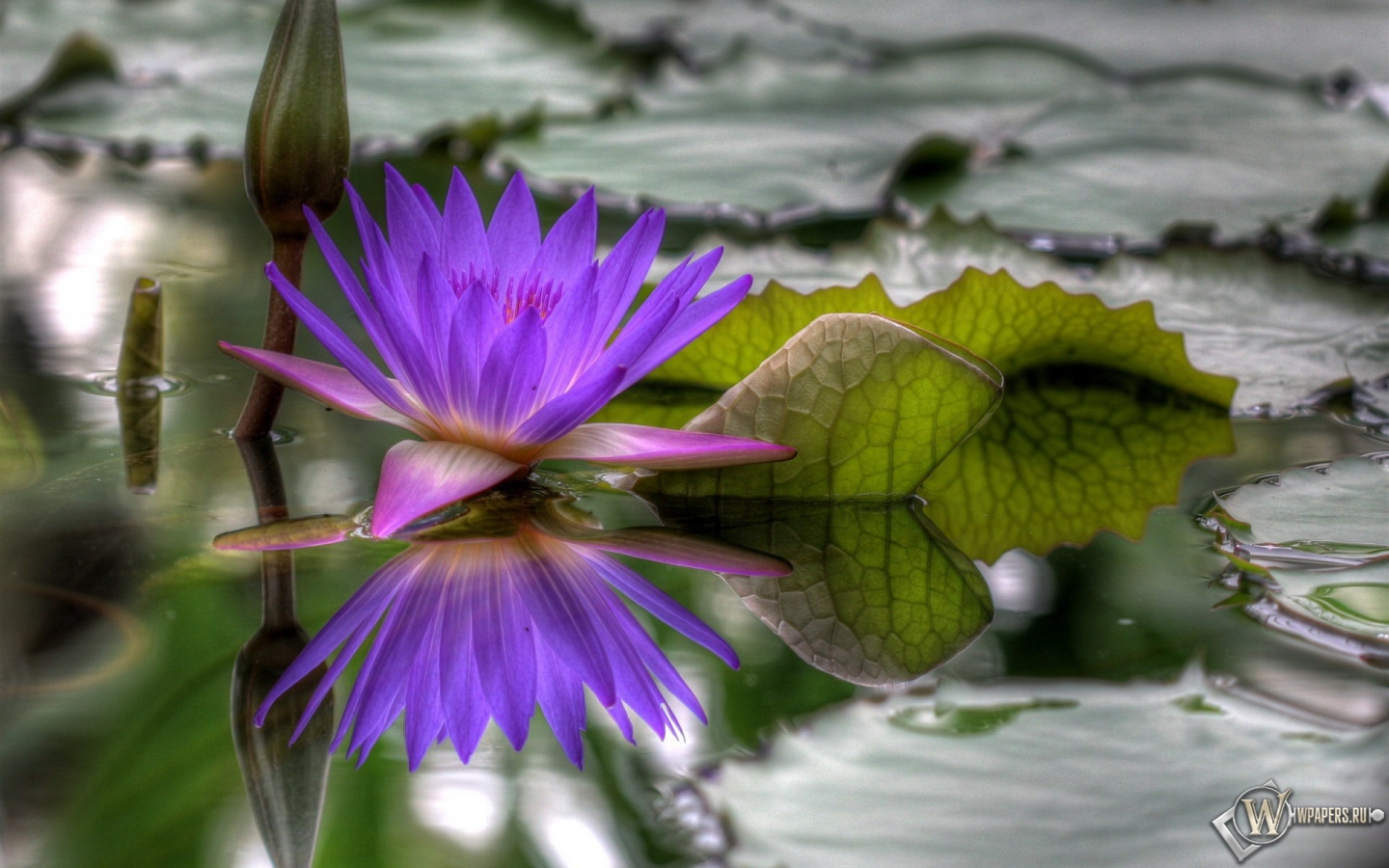 Цветок на болоте 1440x900