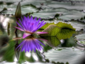 Цветок на болоте