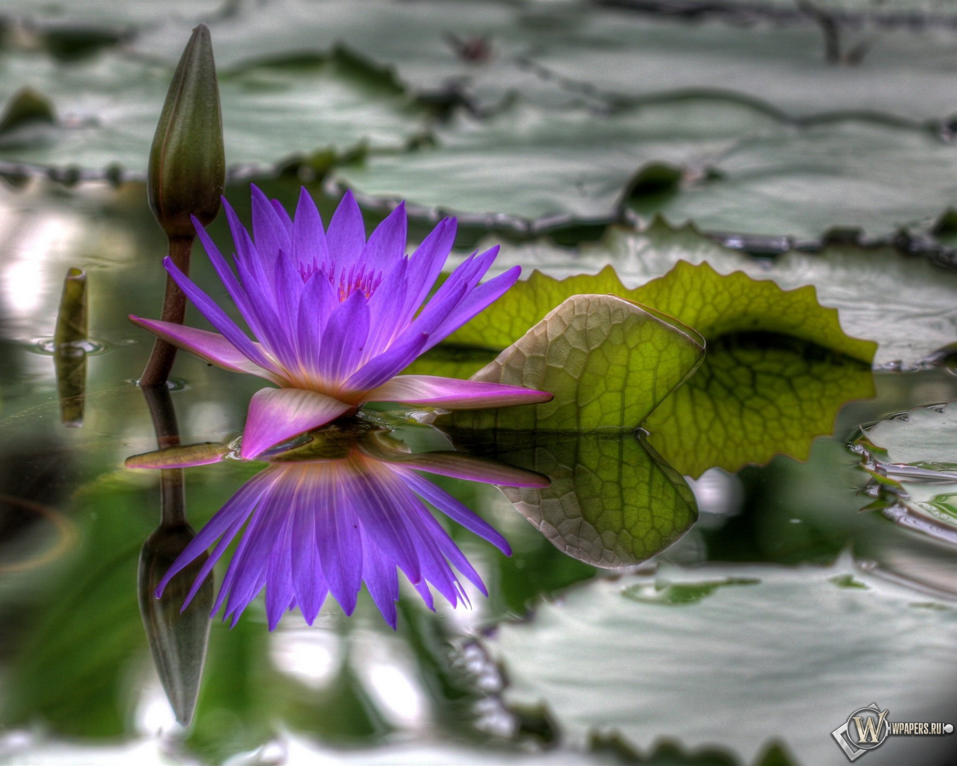 Вода цветы красиво. Бутоны нимфеи. Нимфея водяная Лилия сиреневая. Нимфея Пурпл Сильвер. Цветы на фоне воды.