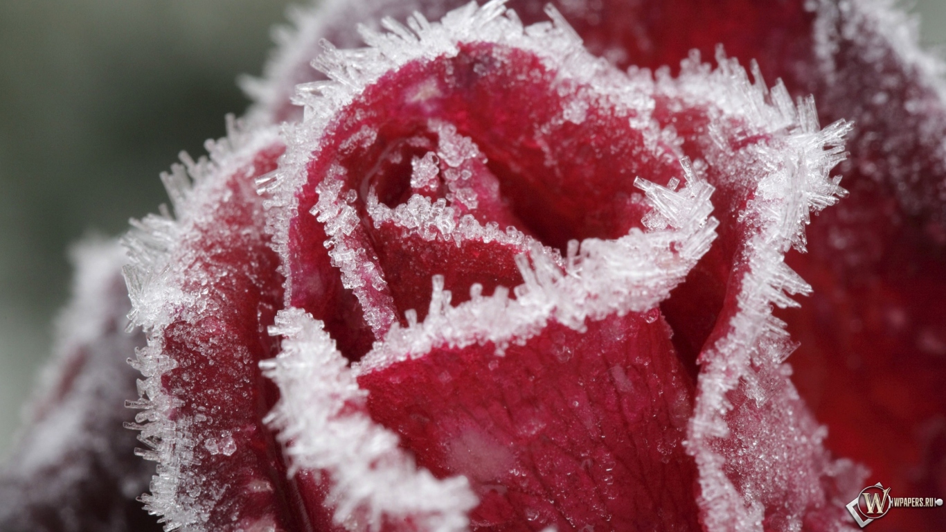 Замерзшая роза 1366x768