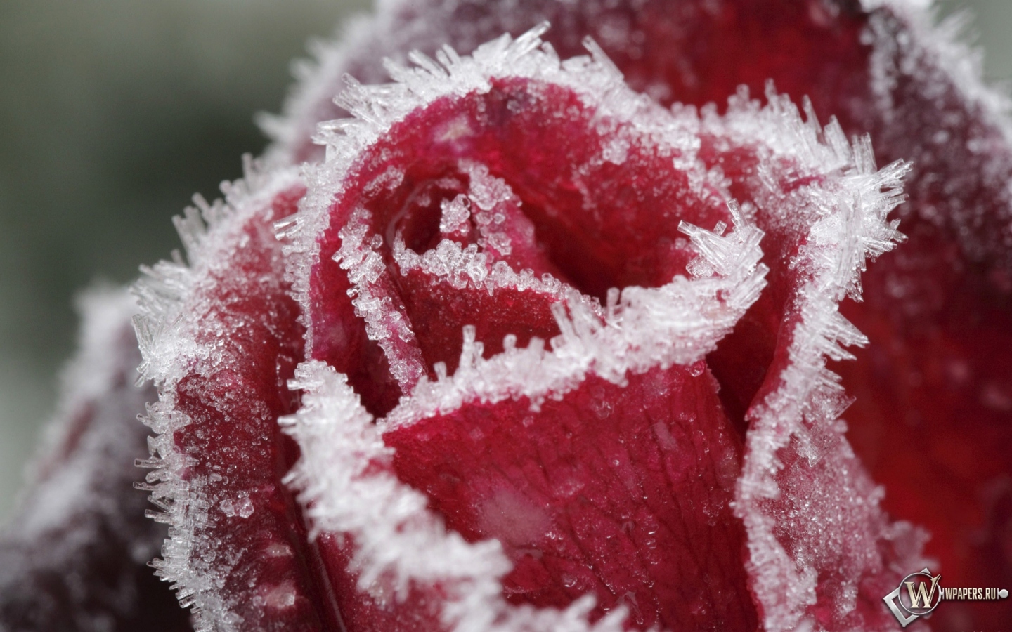 Замерзшая роза 1440x900