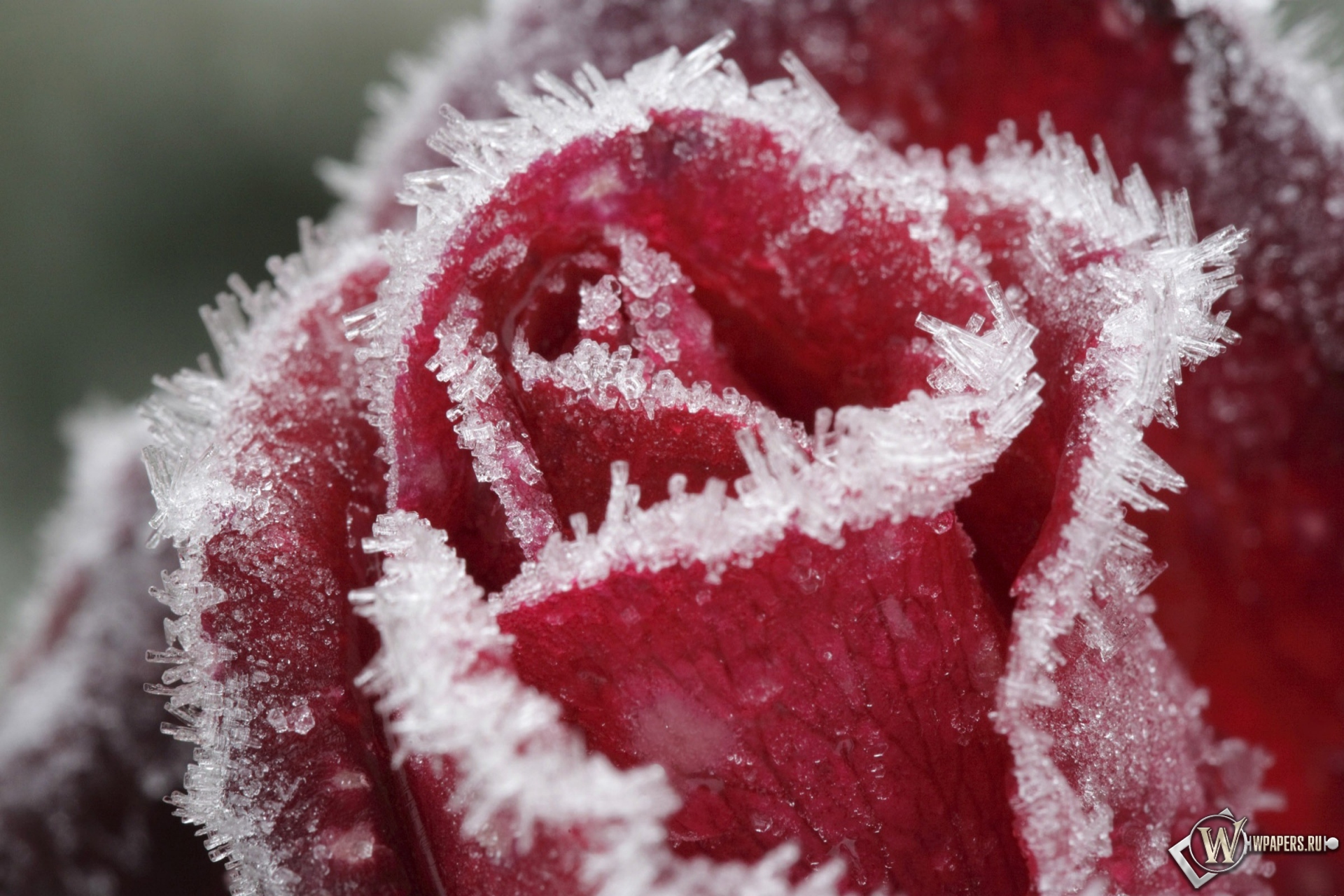 Замерзшая роза 1920x1280