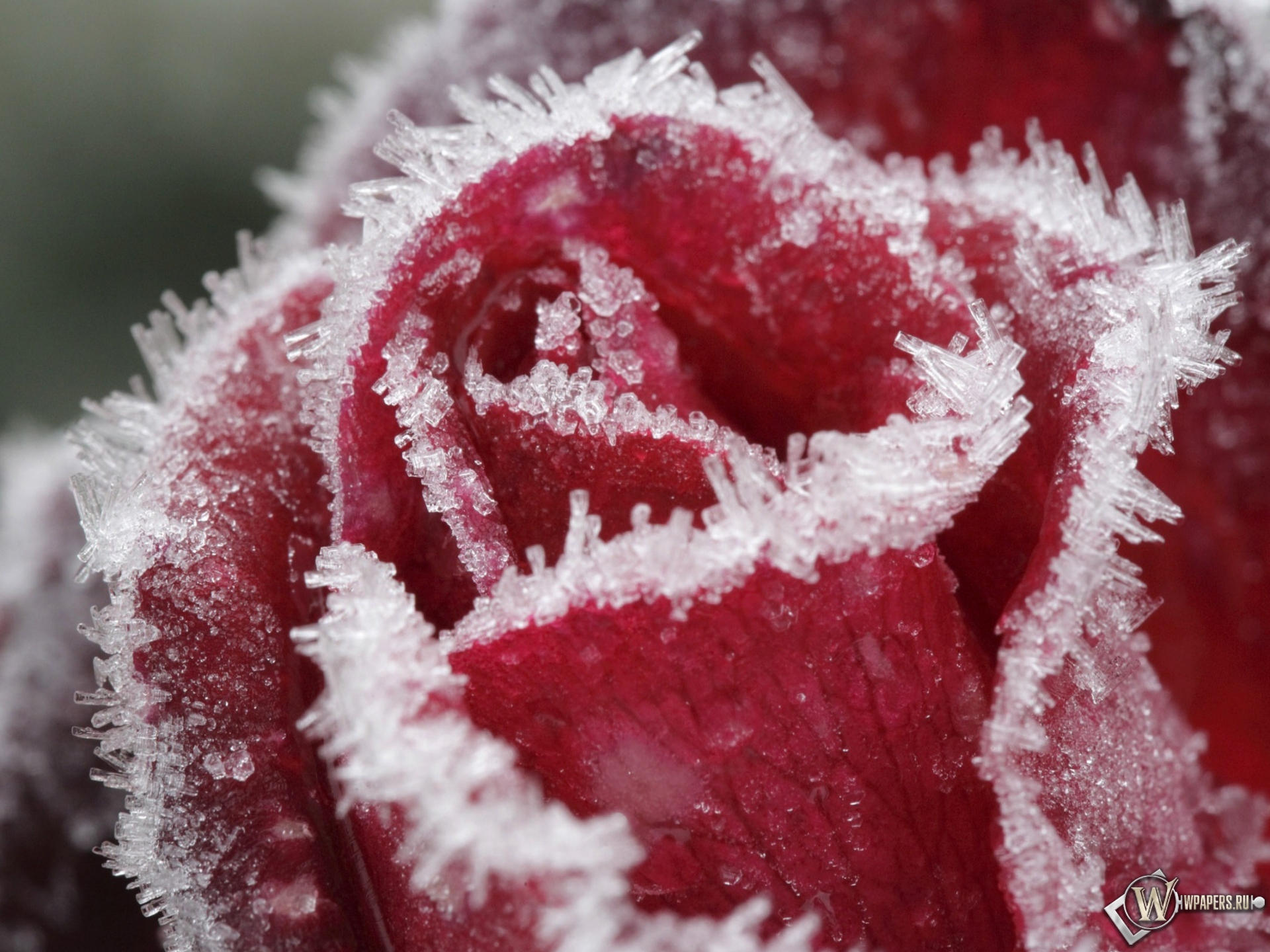 Замерзшая роза 1920x1440