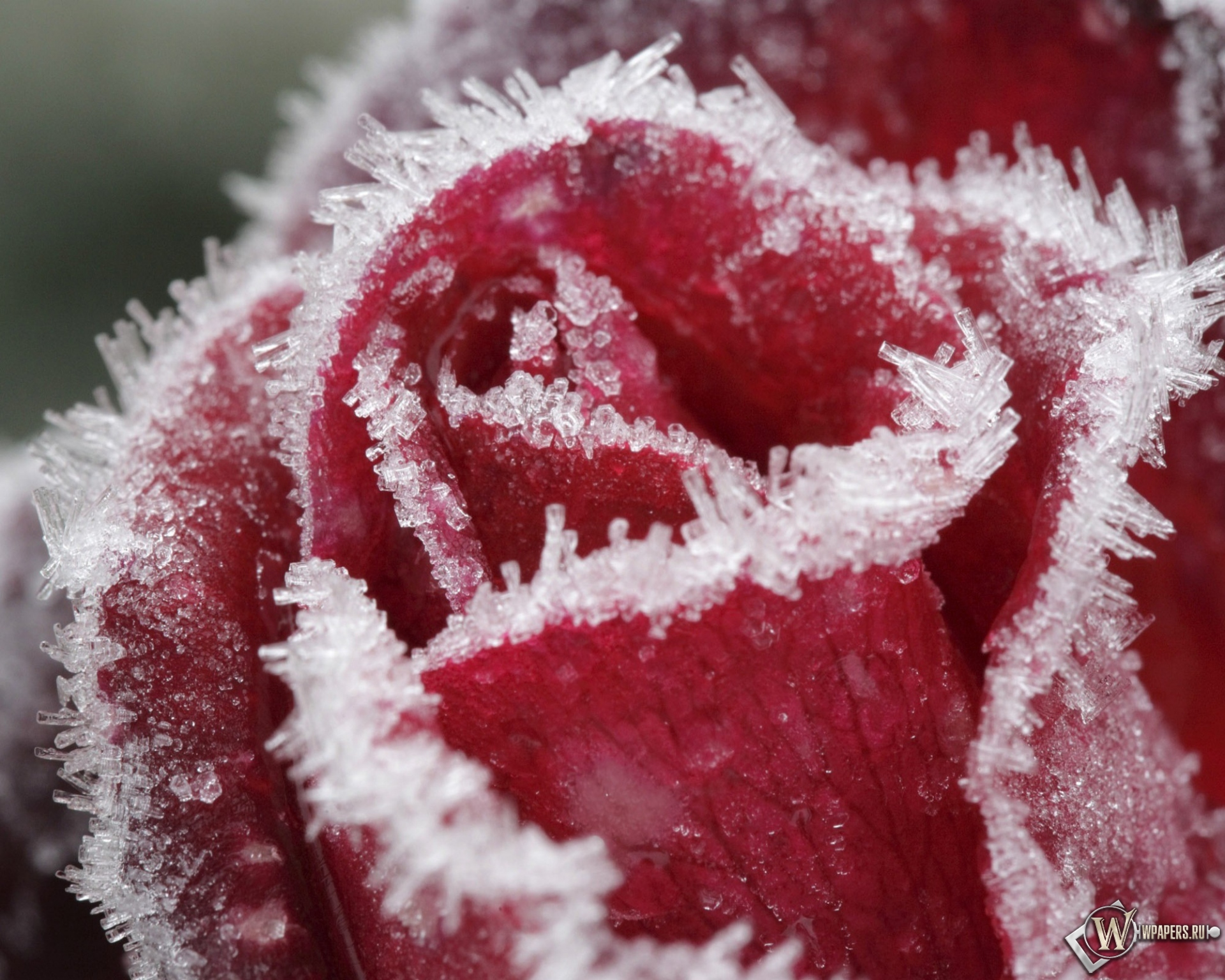 Замерзшая роза 1920x1536