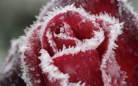 Обои Замерзшая роза: Лёд, Роза, Иней, Цветы