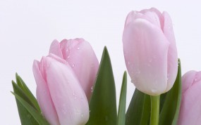 Обои Розовые тюльпаны: Роса, Нежность, Тюльпаны, Цветы