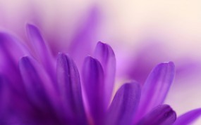 Обои Лепестки: Лепестки, Фиолетовый, Цветы
