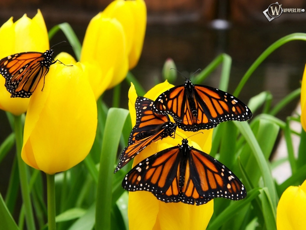 Бабочки на тюльпанах 1024x768