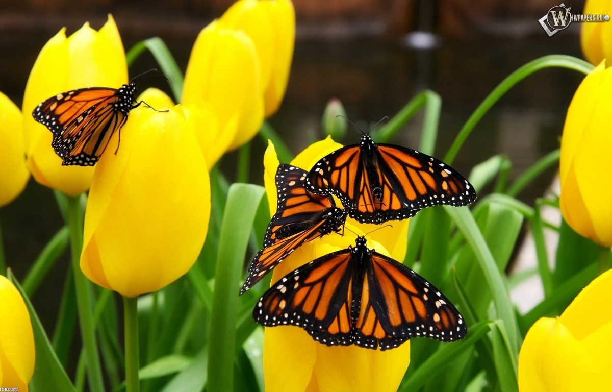Бабочки на тюльпанах 1200x768