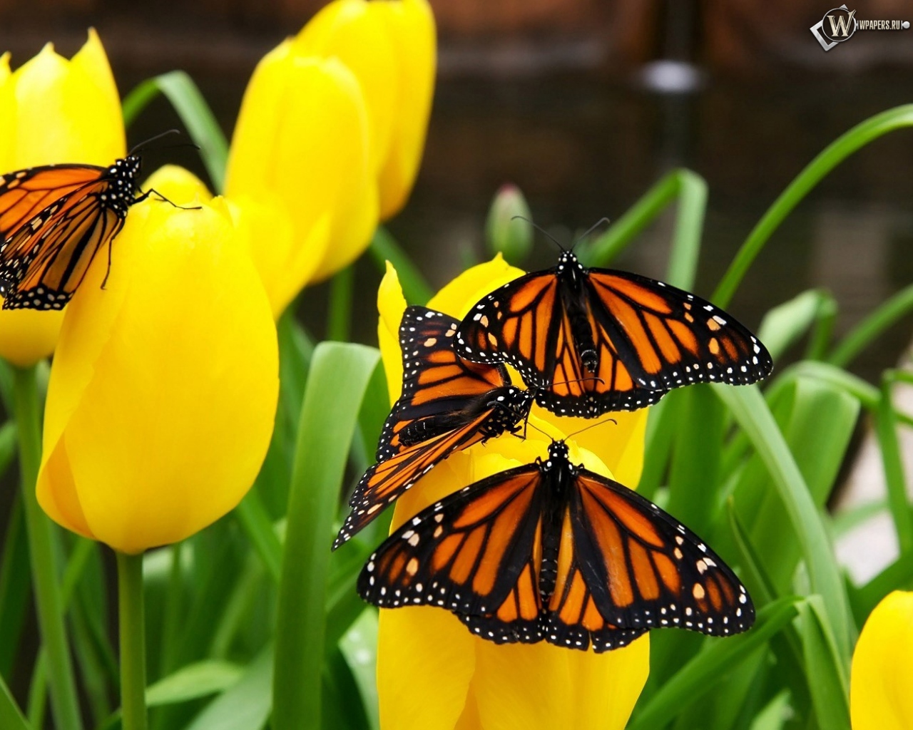 Бабочки на тюльпанах 1280x1024