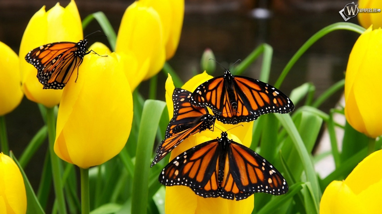 Бабочки на тюльпанах 1280x720