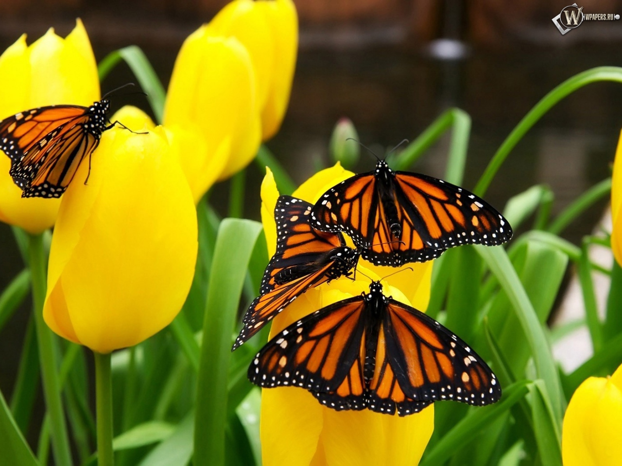 Бабочки на тюльпанах 1280x960