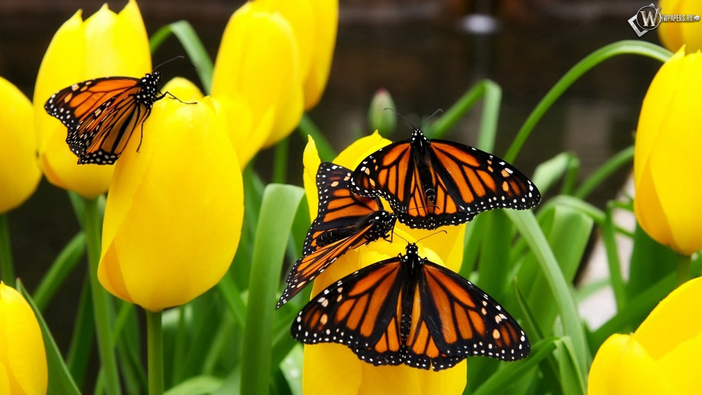 Бабочки на тюльпанах 1366x768
