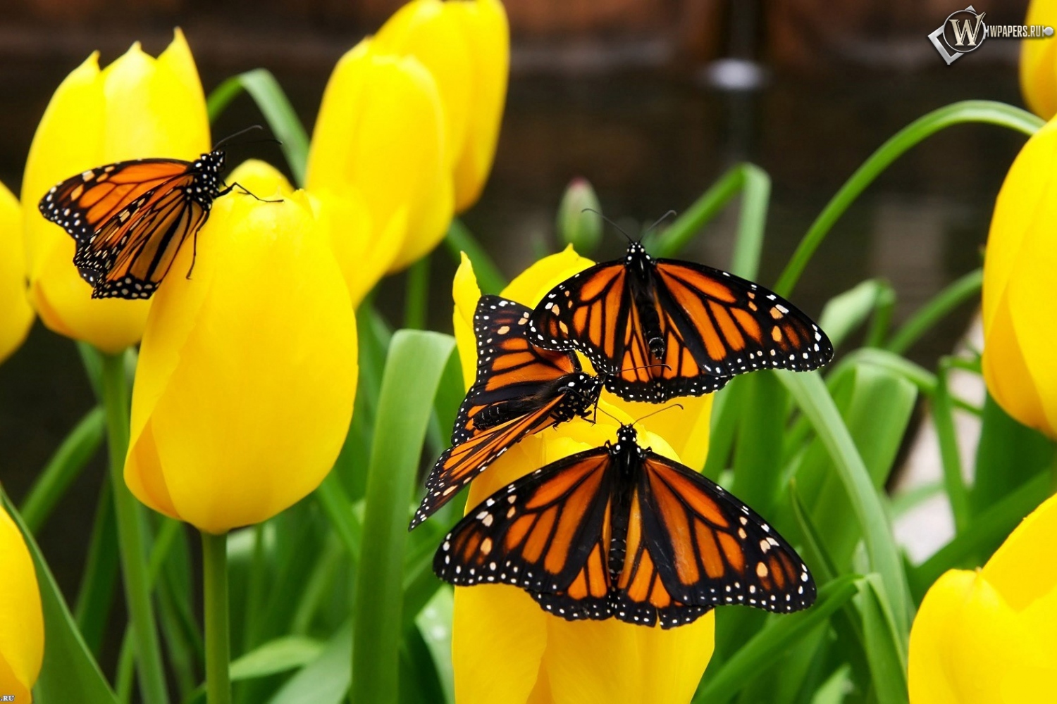 Бабочки на тюльпанах 1500x1000