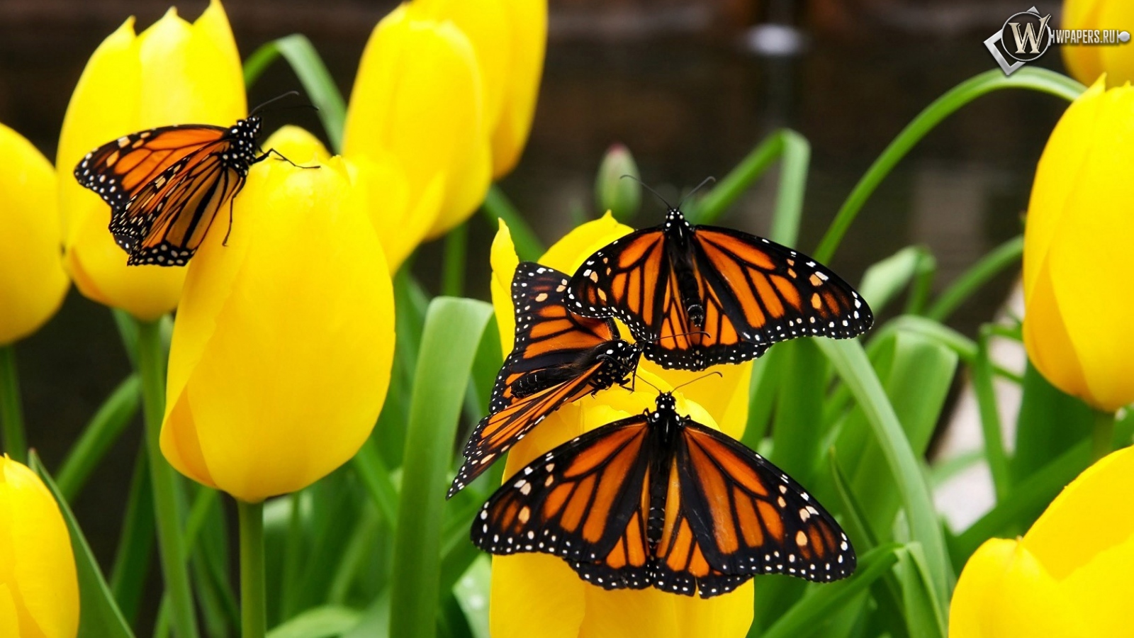 Бабочки на тюльпанах 1600x900