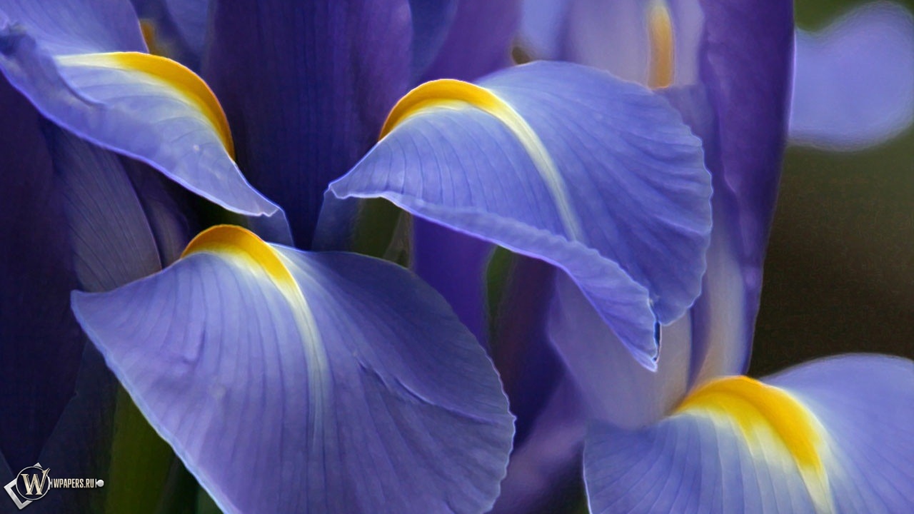 Фиолетовый цветок 1280x720