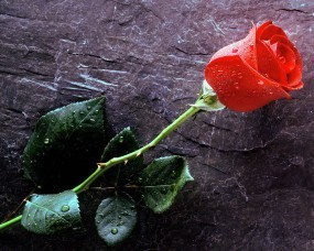 Обои Красная роза: Капли, Love, Красная роза, Цветы