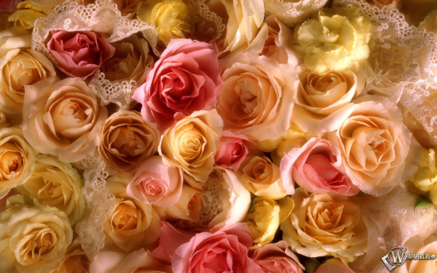 Желтые розы 1440x900